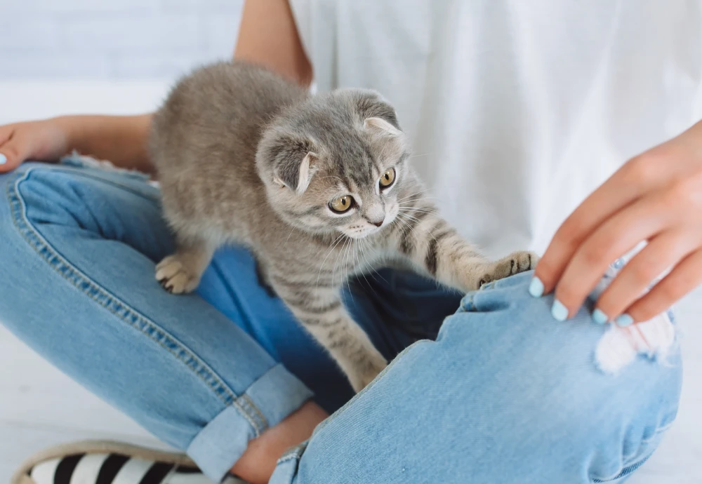 robot camera for pets